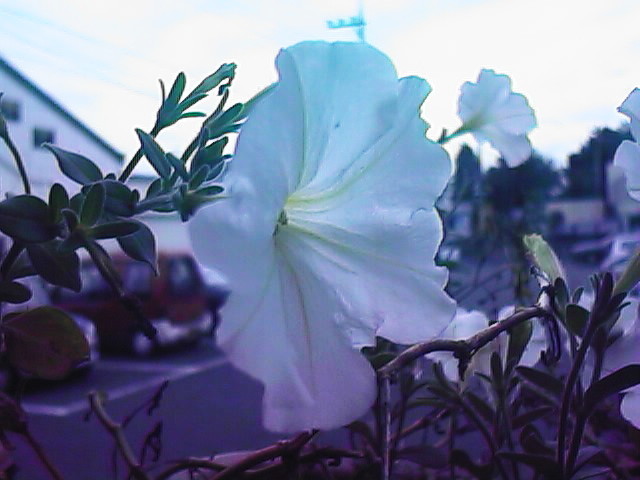 その他 CASIO Qv-Color Printer(QG-100) Pocket digital Camera Casio QV-100 Selfie Swivel Rotating