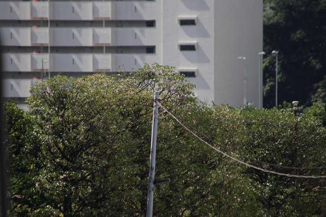 レンズ沼】Canon EF90-300mm F4.5-5.6 USM (2002年) レビュー