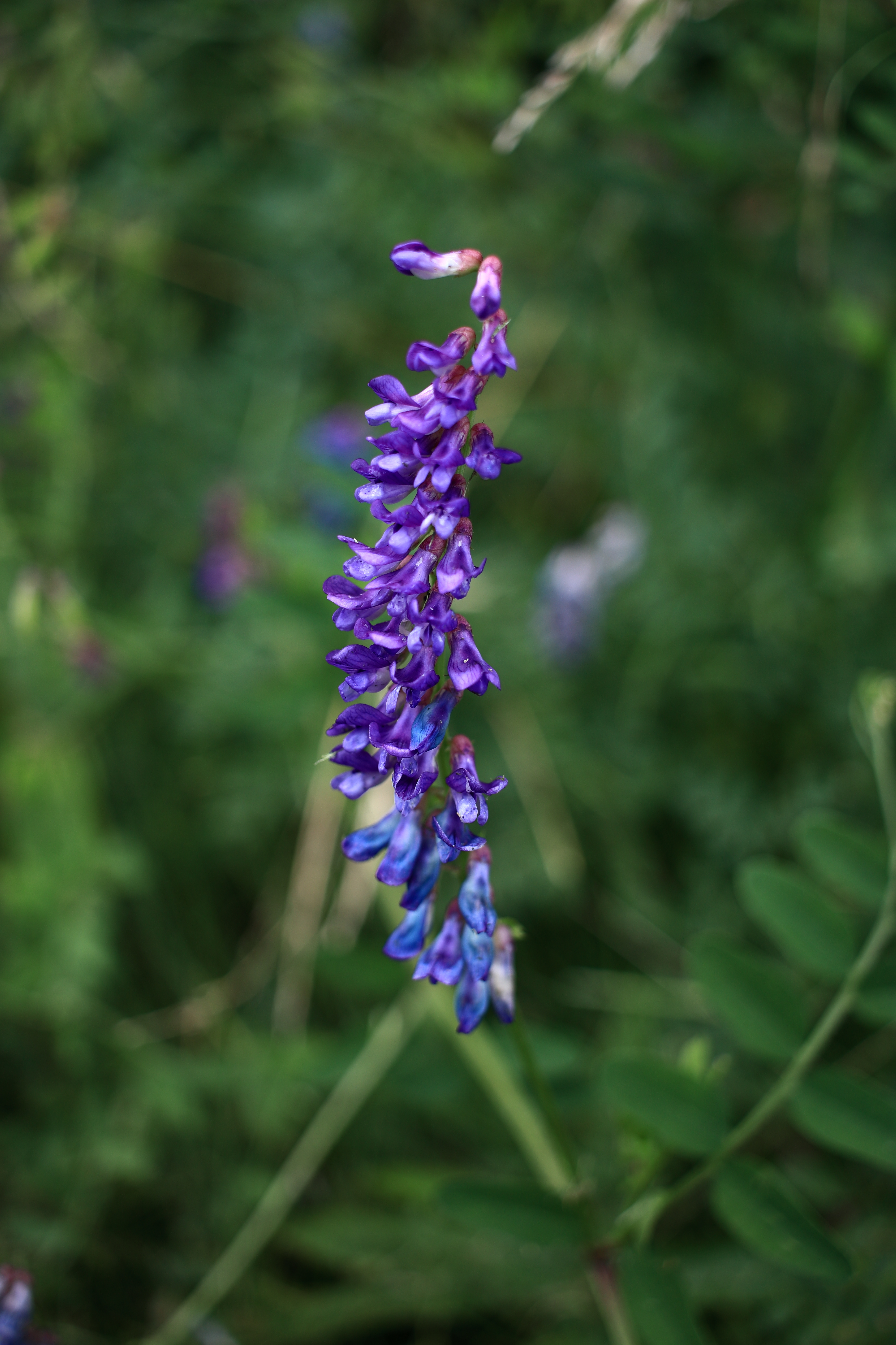 レンズ沼】Canon EF-S24mm F2.8 STM (2014年)レビュー: とある レンズ沼】Canon EF-S24mm F2.8 STM (2014年)レビュー: とある