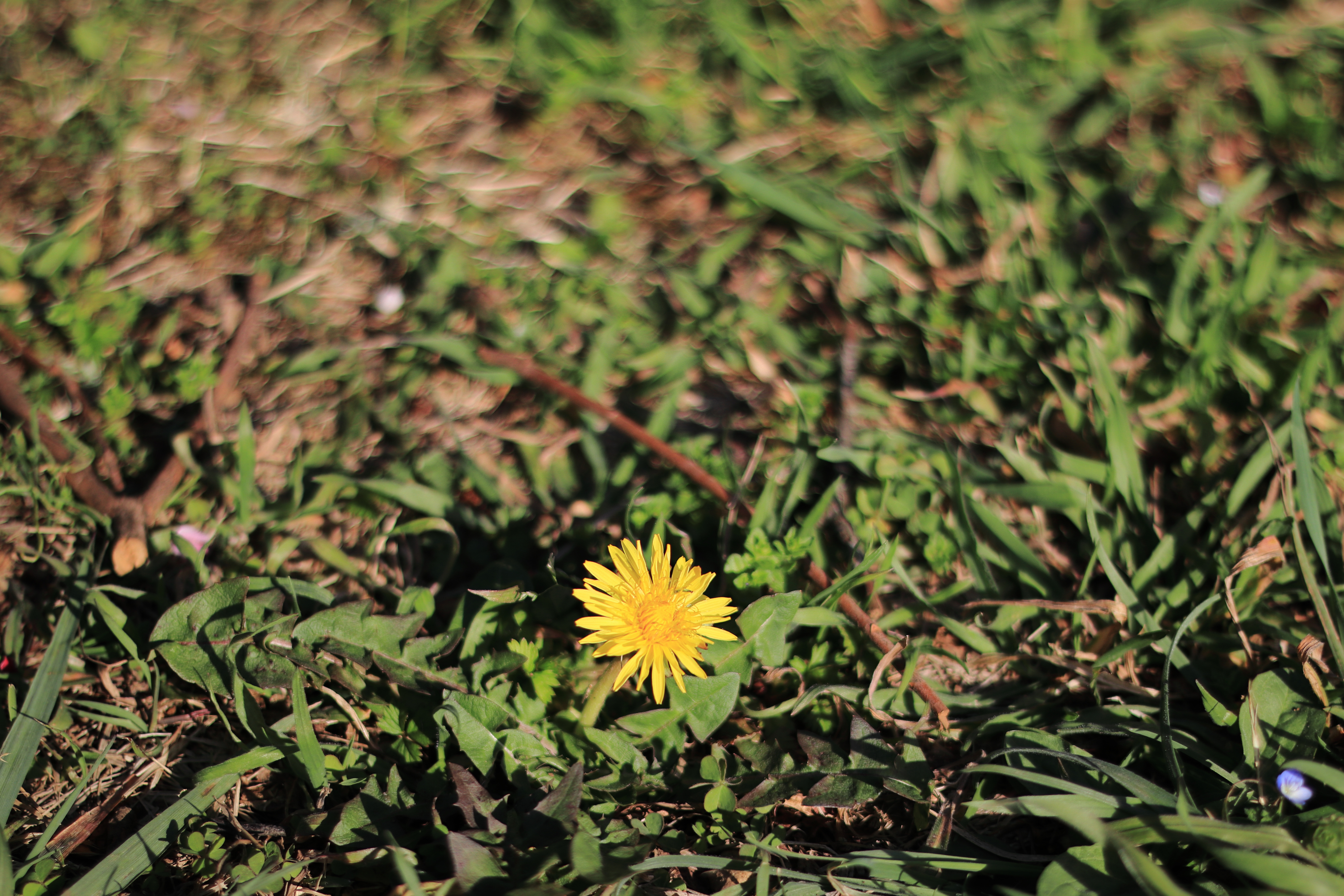 レンズ沼】Canon EF50mm F1.8 II (1990年)レビュー: とある写真 レンズ沼】Canon EF50mm F1.8 II (1990年)レビュー: とある写真