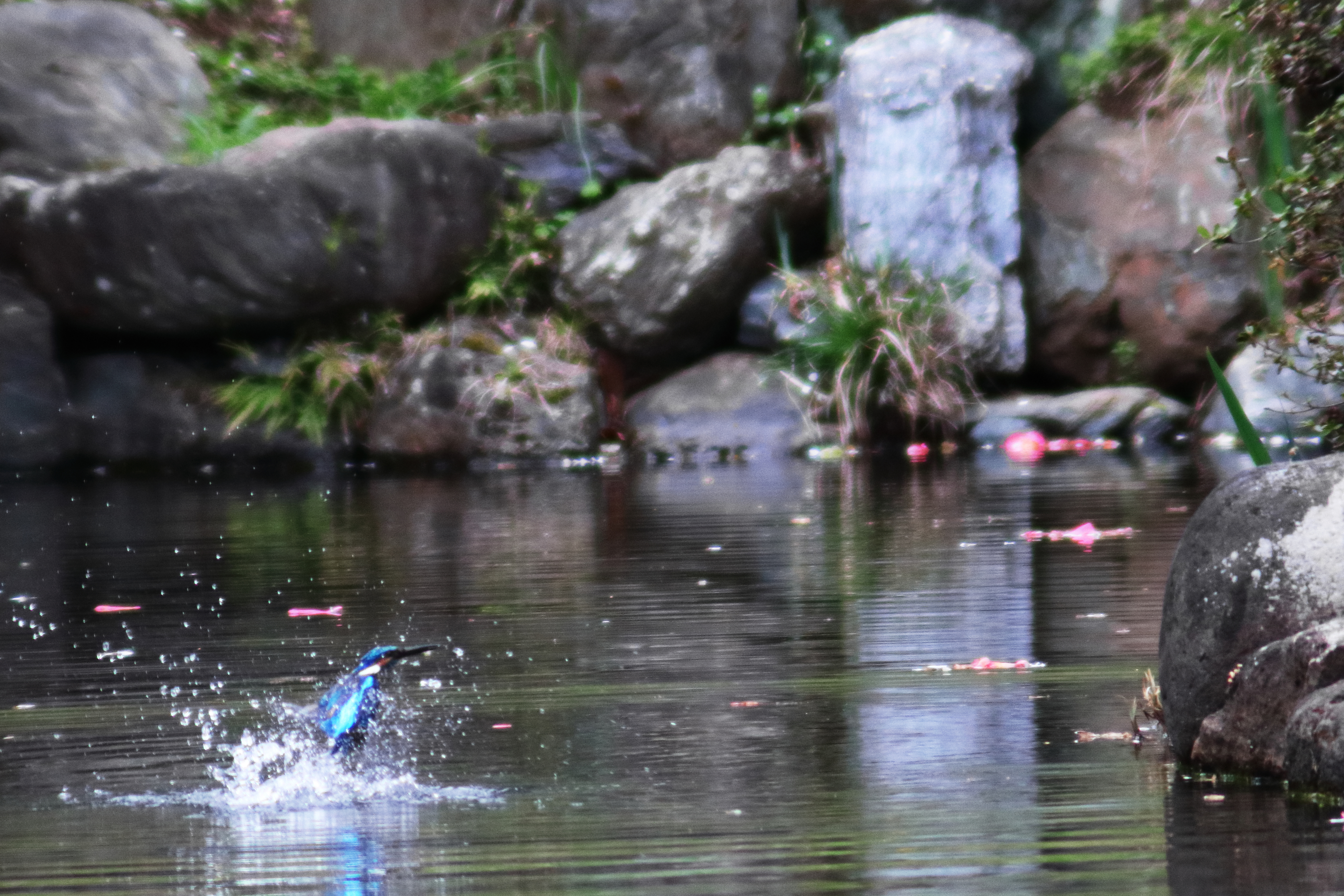 レンズ沼】Jintu 420-800mm F8.3-16 超望遠レンズ長期使用 レンズ沼】Jintu 420-800mm F8.3-16 超望遠レンズ長期使用