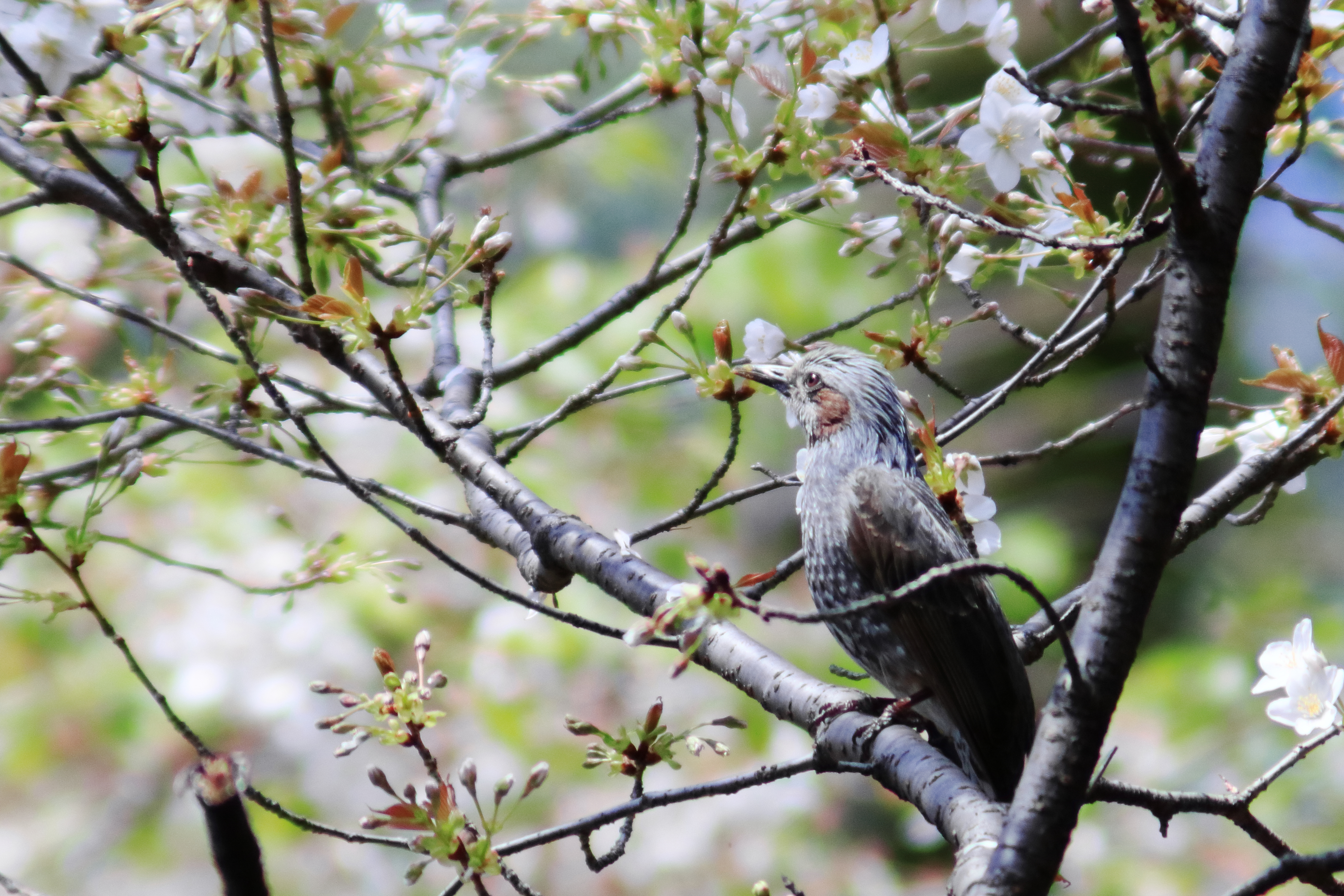 レンズ沼】Jintu 420-800mm F8.3-16 超望遠レンズ長期使用 レンズ沼】Jintu 420-800mm F8.3-16 超望遠レンズ長期使用