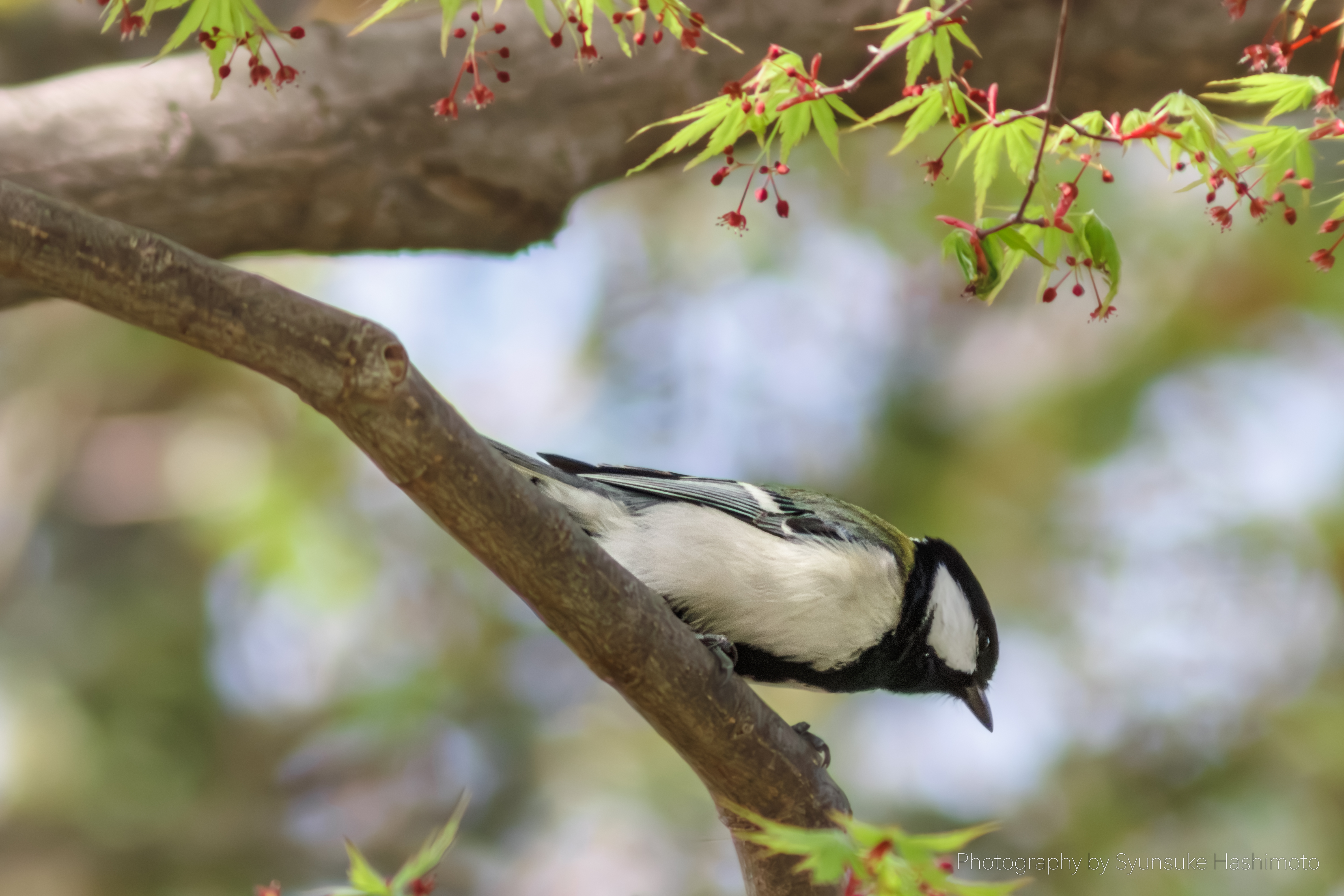 レンズ沼】Jintu 420-800mm F8.3-16 超望遠レンズ長期使用