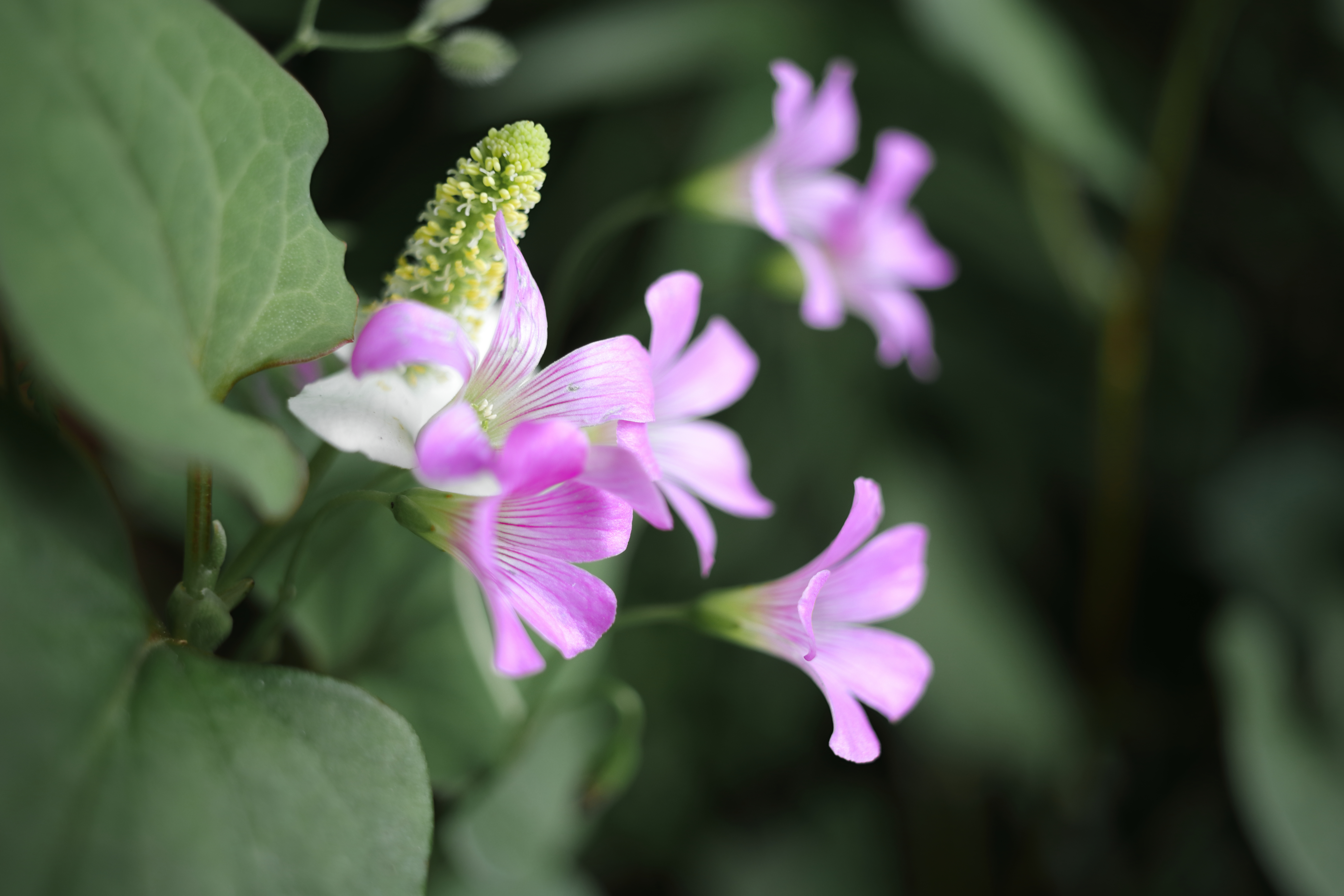 レンズ沼】Canon EF-S24mm F2.8 STM (2014年)レビュー: とある レンズ沼】Canon EF-S24mm F2.8 STM (2014年)レビュー: とある