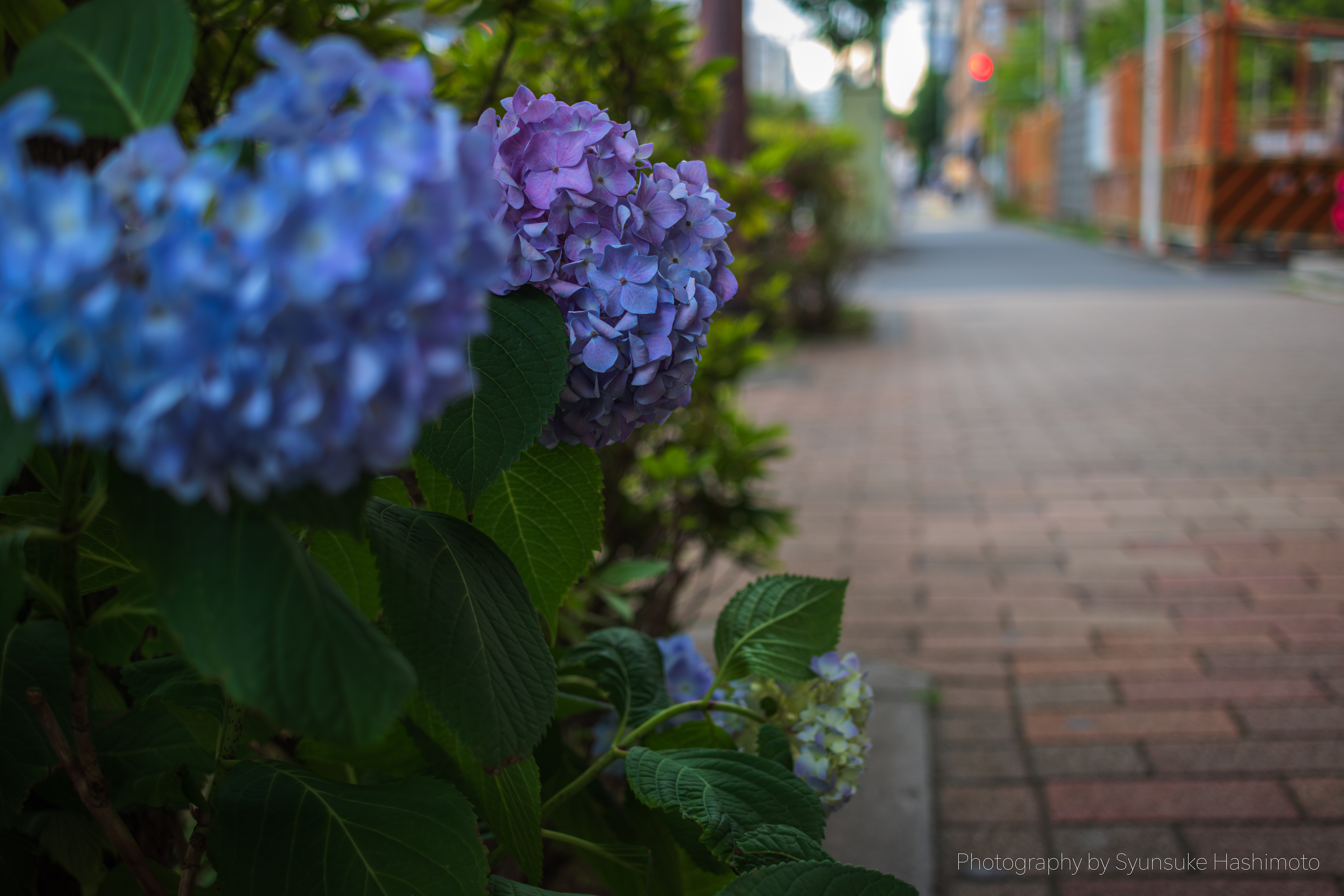 レンズ沼】Canon EF-S24mm F2.8 STM (2014年)レビュー: とある レンズ沼】Canon EF-S24mm F2.8 STM (2014年)レビュー: とある