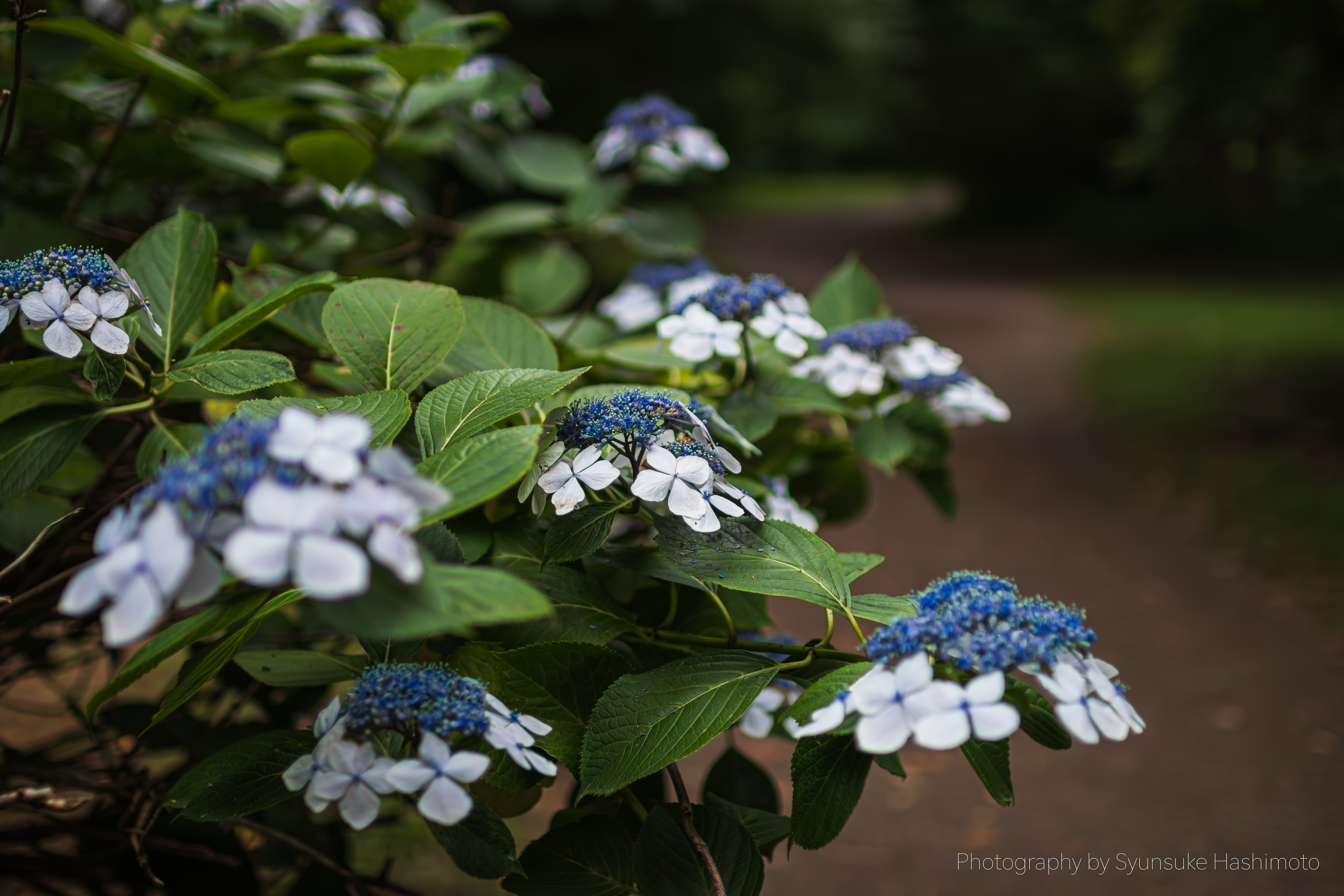 レンズ沼】SIGMA 30mm F1.4 DC HSM | Art (2013年)レビュー: と レンズ沼】SIGMA 30mm F1.4 DC HSM | Art (2013年)レビュー: と