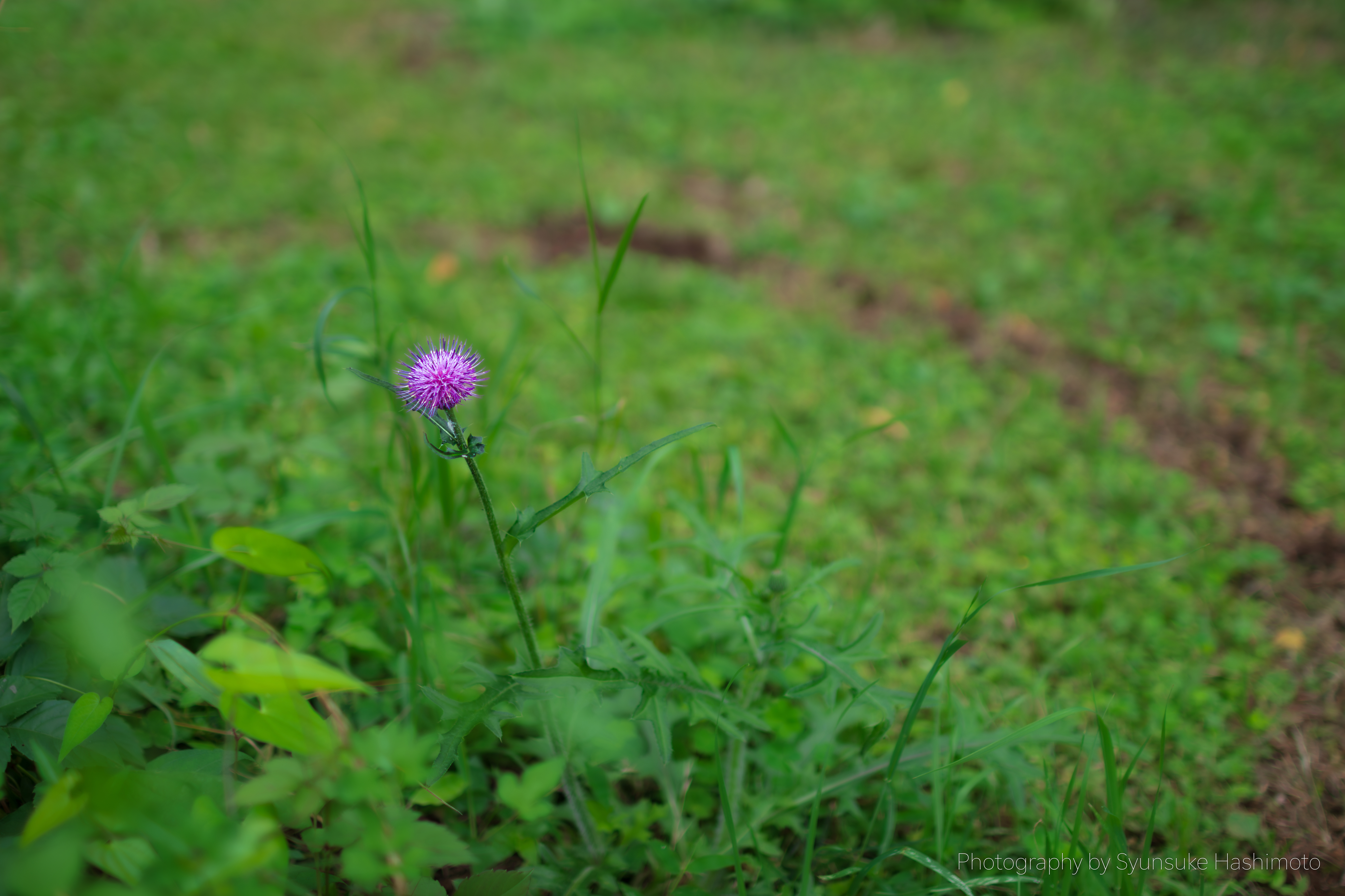 レンズ沼】SIGMA 30mm F1.4 DC HSM | Art (2013年)レビュー: と レンズ沼】SIGMA 30mm F1.4 DC HSM | Art (2013年)レビュー: と