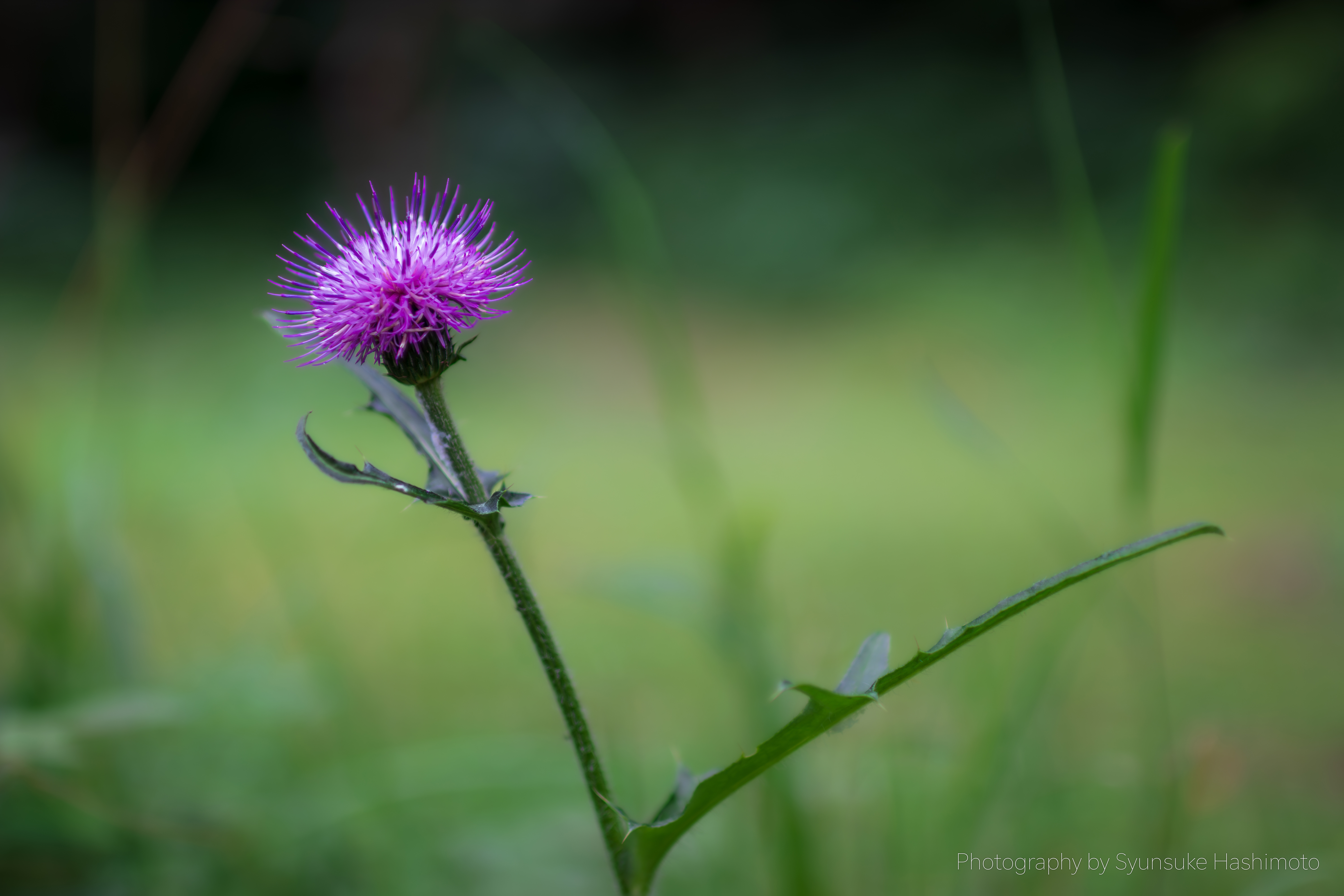 レンズ沼】SIGMA 30mm F1.4 DC HSM | Art (2013年)レビュー: とある