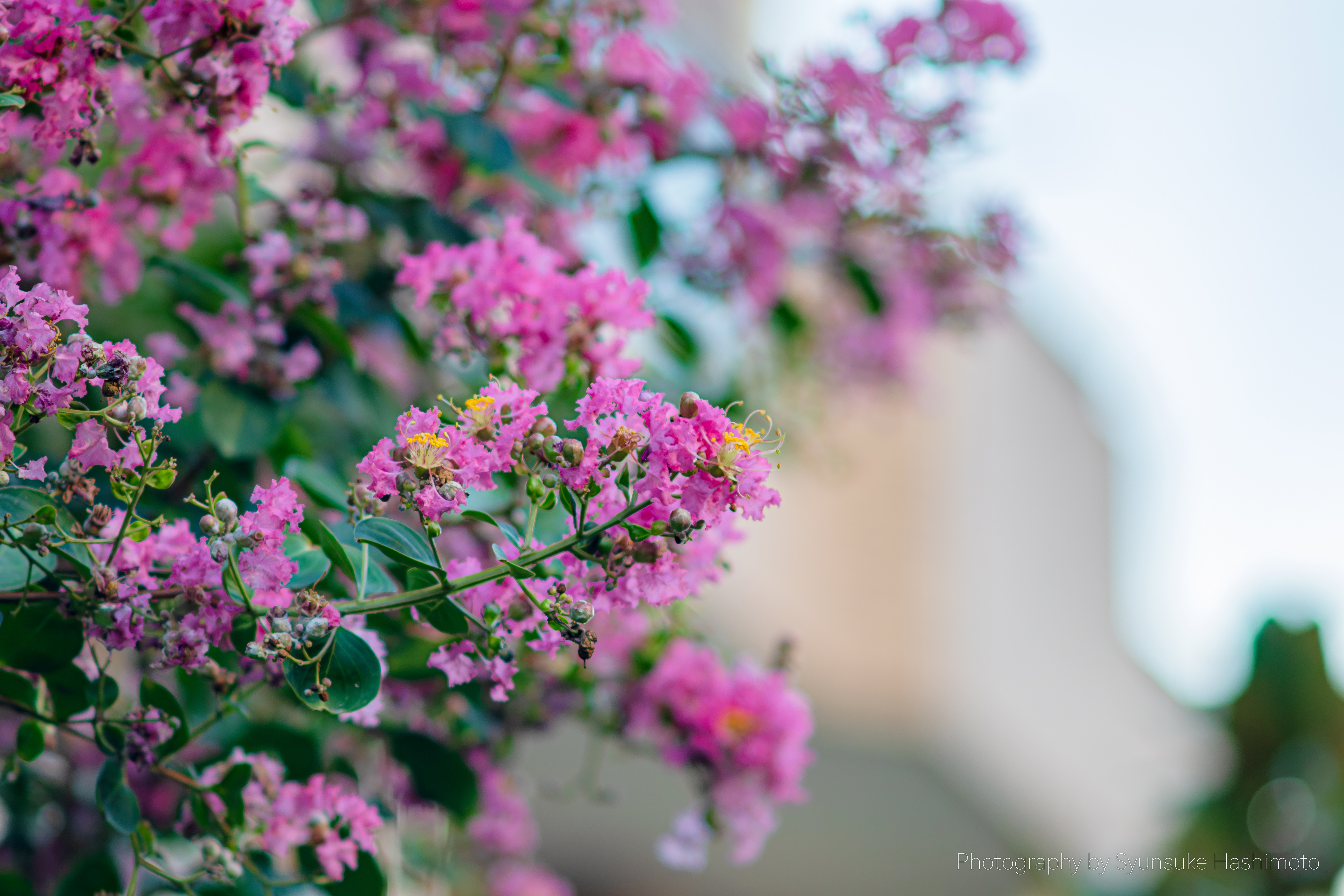 レンズ沼】Nikon AI Nikkor 135mm F2.8 (1977年)レビュー: と レンズ沼】Nikon AI Nikkor 135mm F2.8 (1977年)レビュー: と