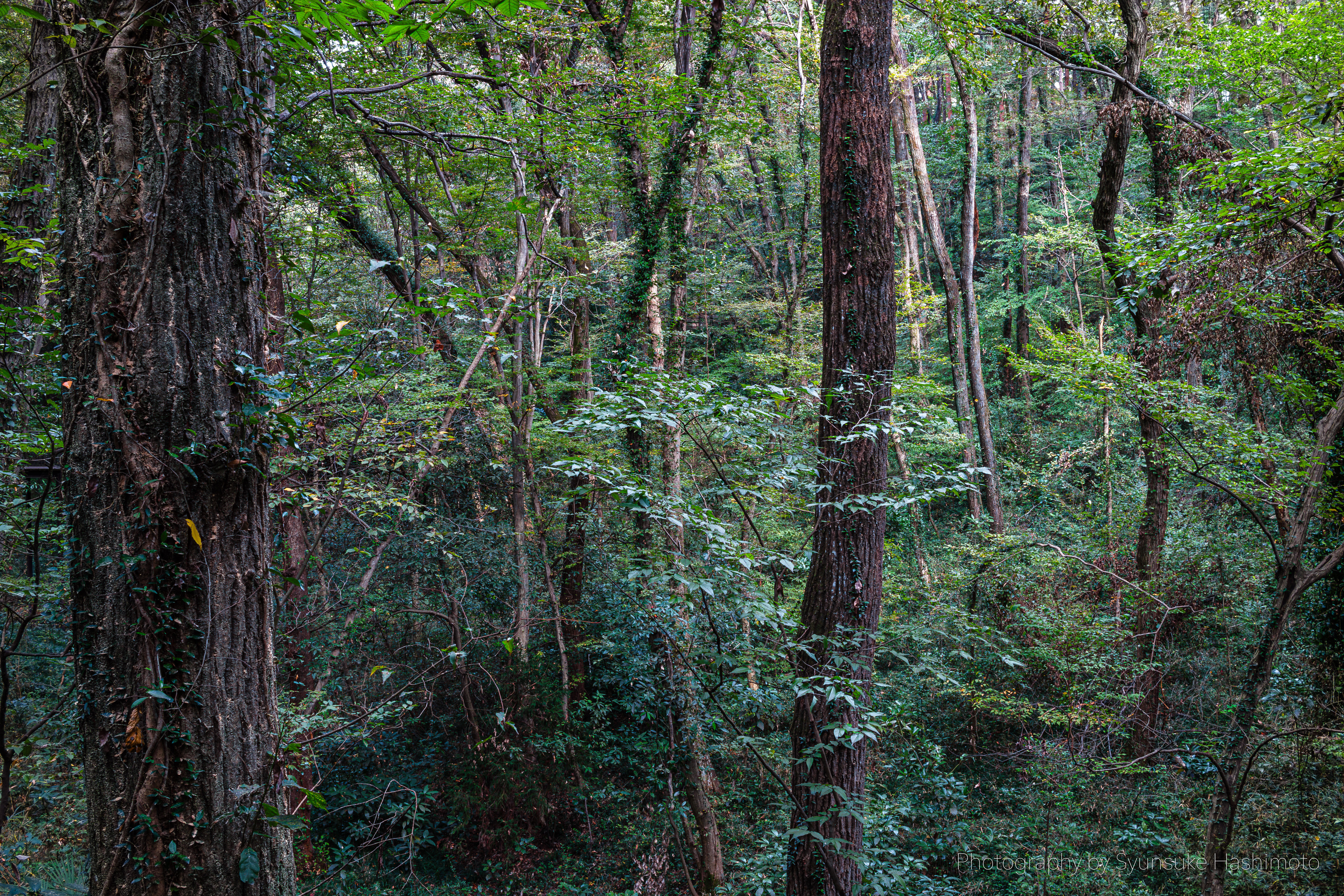 レンズ沼】Canon EF-S24mm F2.8 STM (2014年)レビュー: とある レンズ沼】Canon EF-S24mm F2.8 STM (2014年)レビュー: とある