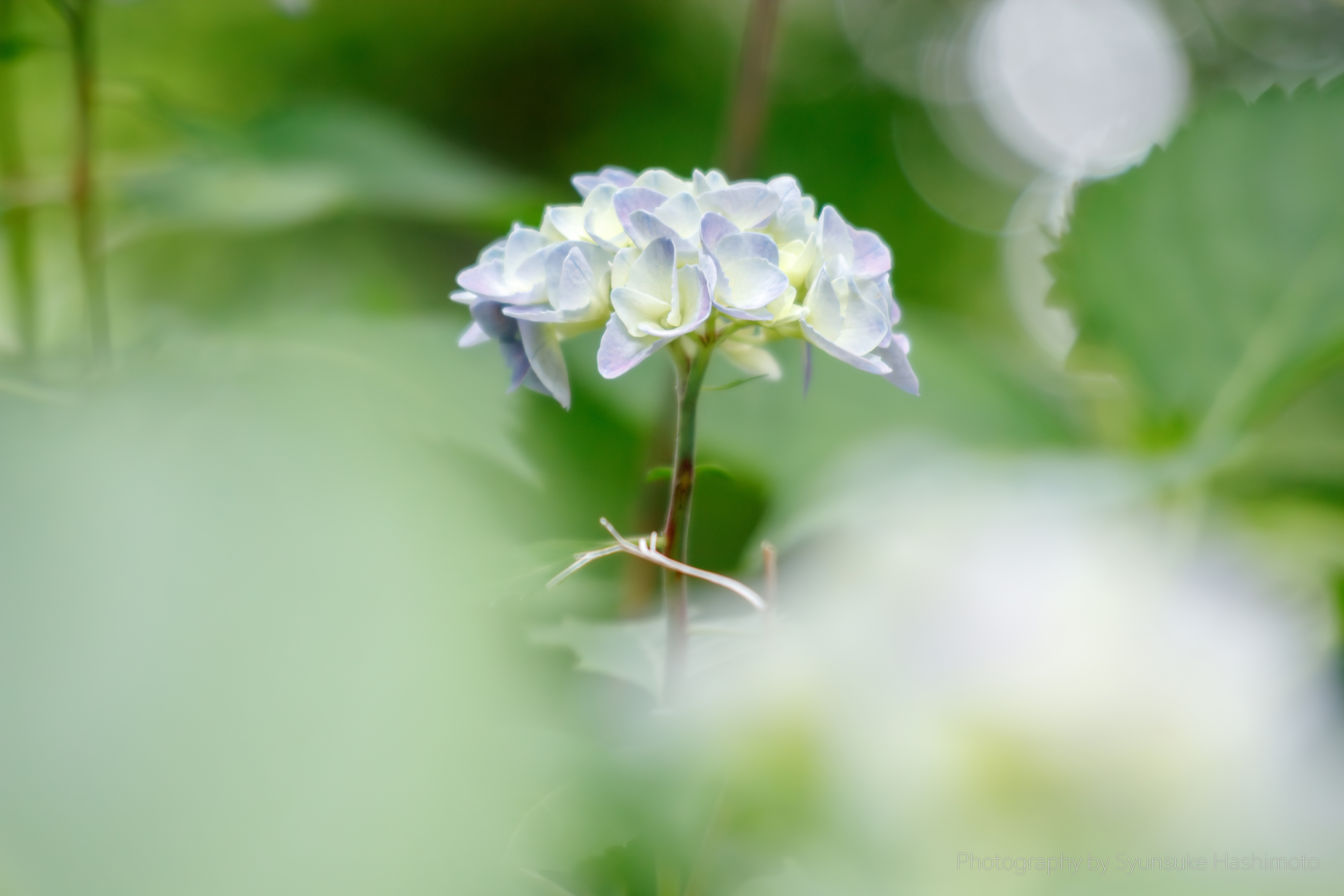 レンズ沼】Canon EF35-135mm F3.5-4.5 (1988年)レビュー: とある レンズ沼】Canon EF35-135mm F3.5-4.5 (1988年)レビュー: とある