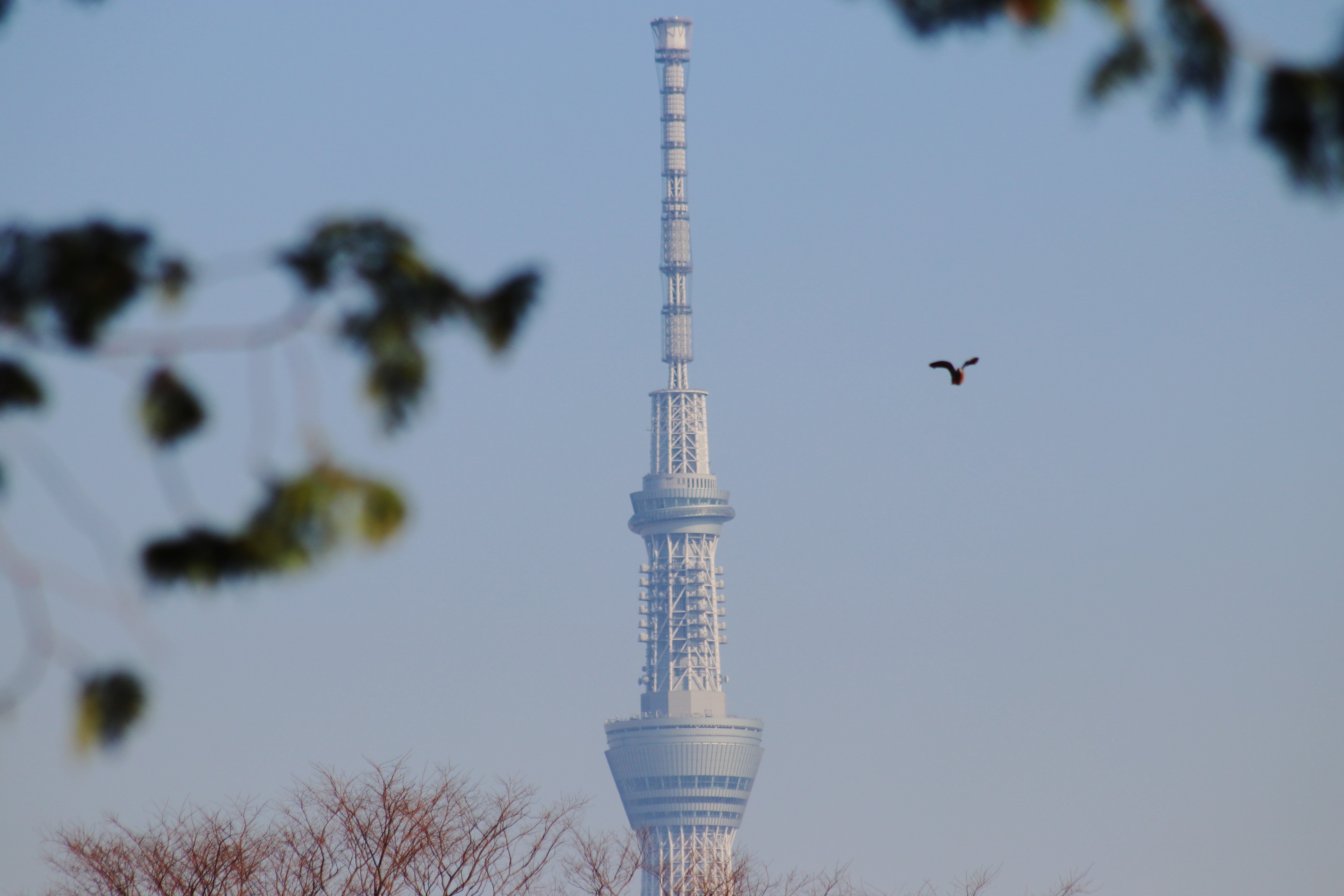 レンズ沼】SIGMA 55-200mm F4-5.6 DC (2003年)レビュー: とある レンズ沼】SIGMA 55-200mm F4-5.6 DC (2003年)レビュー: とある