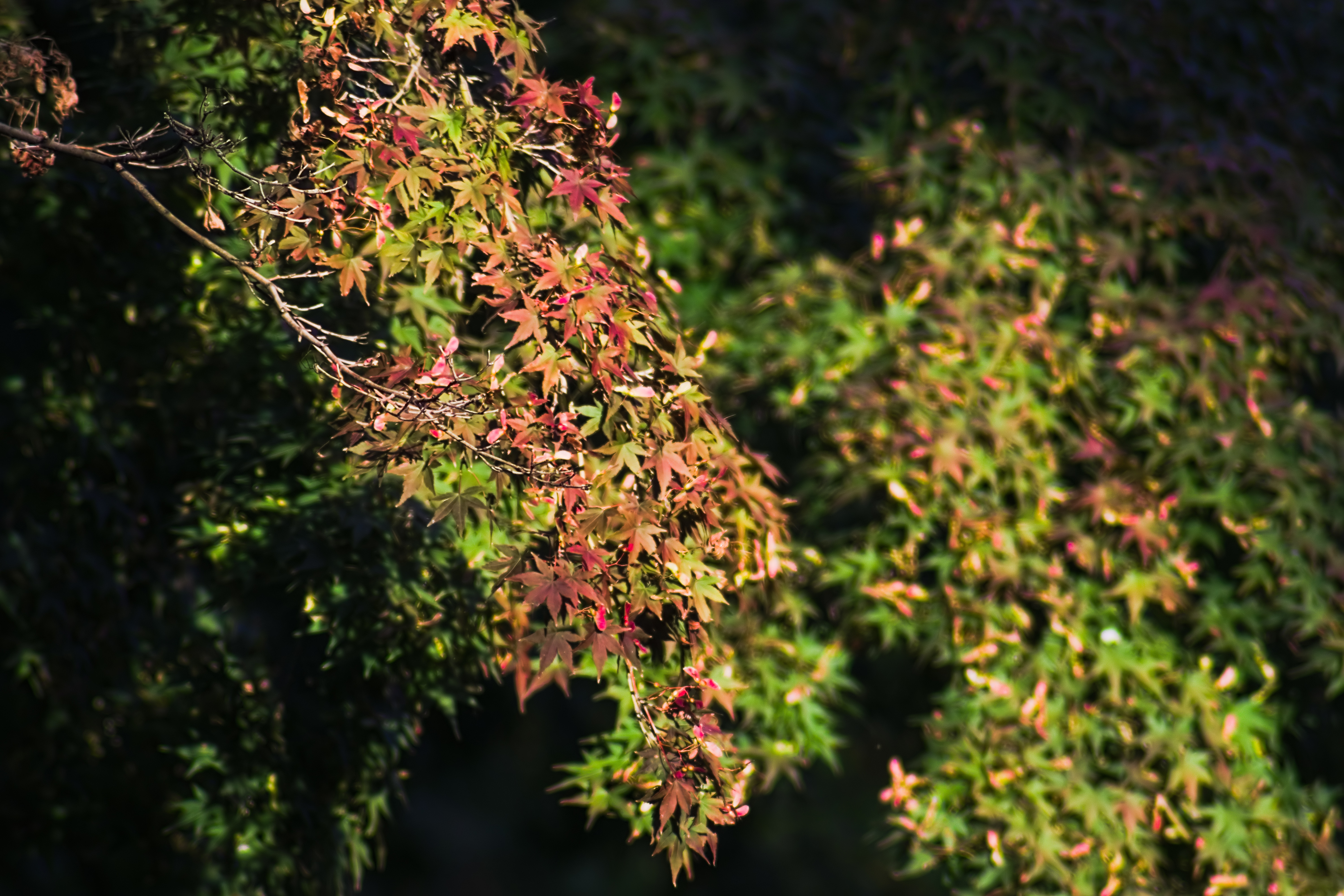 レンズ沼】TAMRON AF 70-300mm F/4-5.6 LD MACRO 1:2 (772D) (2001年