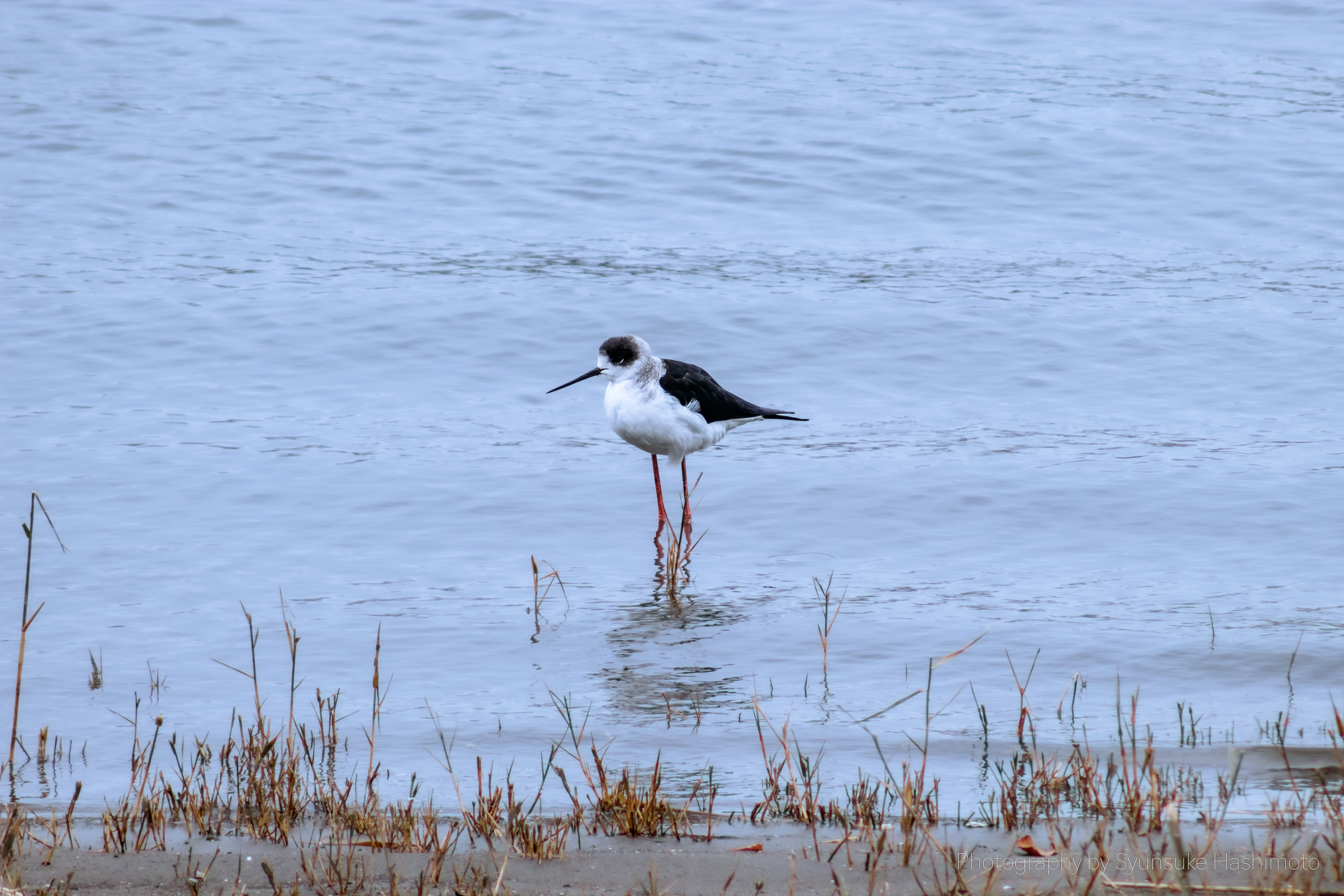 中古】Opteka 500mm f/8 高解像度プリセット望遠レンズ Canon EOS 80D
