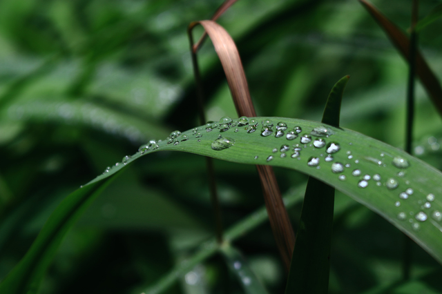 レンズ沼】Canon EF28-90mm F4-5.6 III (2004年)レビュー: とある写真 ...